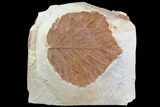 Detailed Fossil Leaf (Davidia) - Montana #80791-1